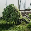 optim-heap-of-in-a-vegetable-cuttings-on-a-wheelbarrow-i-2022-03-04-02-44-16-utc